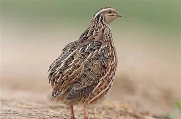 鹌鹑饲养管理的全面指南:细致四步走