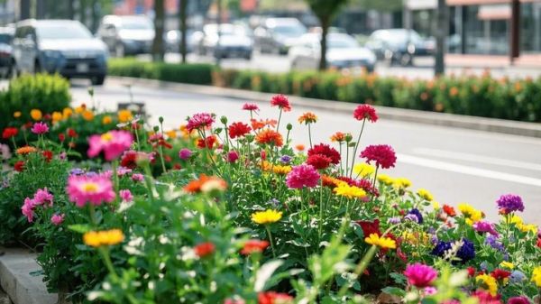 植物小白鸟怎么养 宠物小白鸟