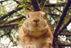 养宠物兔的八大错误