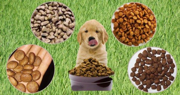 依玛 | 喷码机在宠物饲料行业的应用