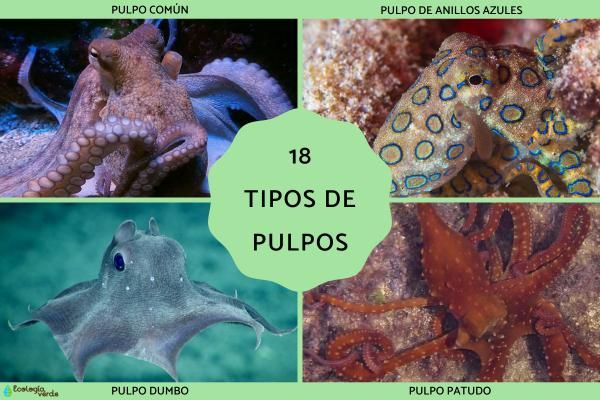 Tipos de pulpos