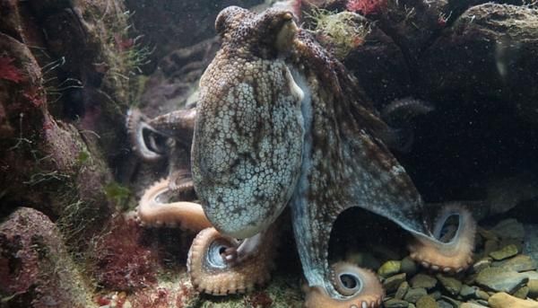 Tipos de pulpos - Pulpo común (Octopus vulgaris)