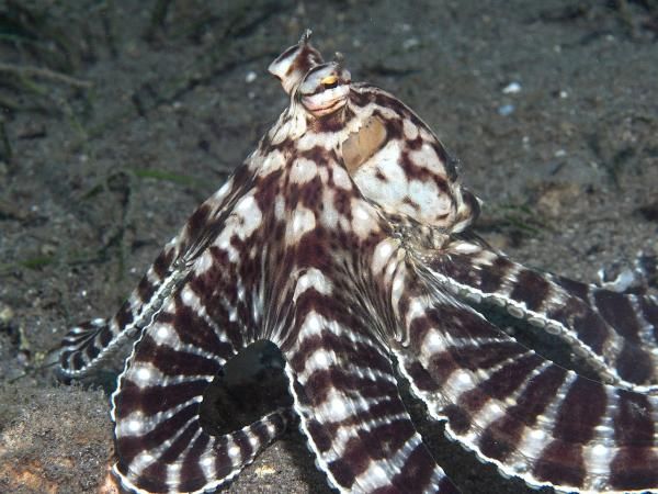 Tipos de pulpos - Pulpo mimético (Thaumoctopus mimicus)