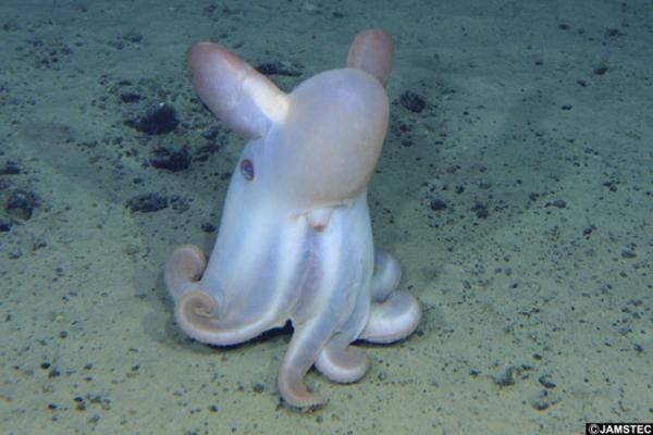 Tipos de pulpos - Pulpo dumbo (Grimpoteuthis spp.)