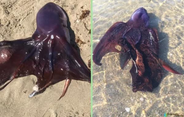 Tipos de pulpos - Pulpo manta púrpura (Tremoctopus violaceus)