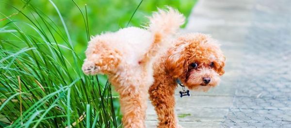 泰迪犬可以吃什么零食（宠物主人必看！泰迪犬的健康零食推荐）