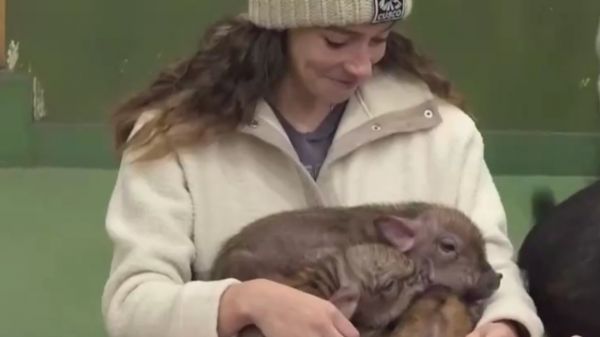 Thumbplayer Poster Plugin Image