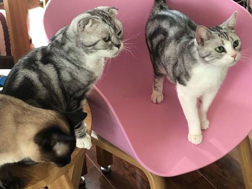 如何让猫听话的音乐有哪些,有什么办法可以让猫听话