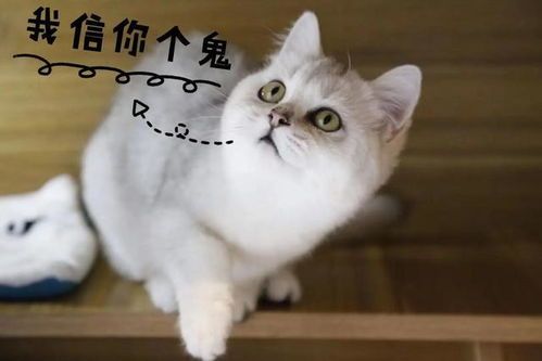 如何让猫听话的音乐有哪些,有什么办法可以让猫听话
