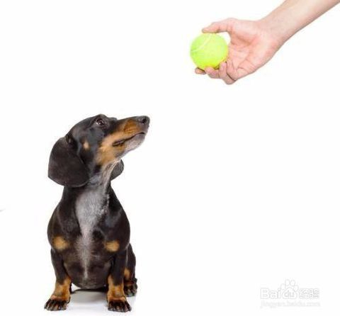 如何让小狗趴下的音乐有哪些,让狗趴下的训练方法