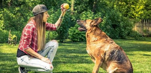 如何让小狗趴下的音乐有哪些,让狗趴下的训练方法