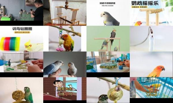 训练小鸟自己吃食 - 训练小鸟-第1张图片-漂亮宠物百科网
