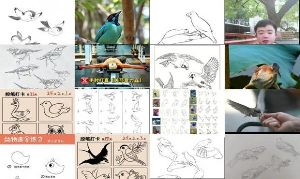 小鸟怎么训练拉屎 - 小鸟怎么训练-第1张图片-漂亮宠物百科网