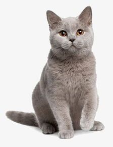 宠物猫寄卖怎么收费的