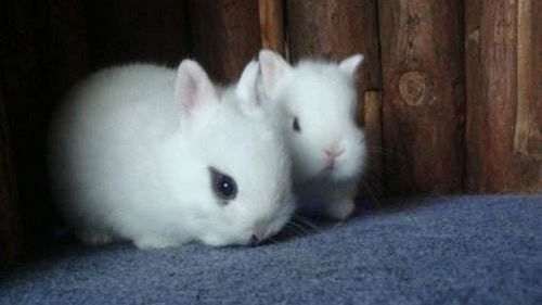 荷兰侏儒兔易患常见病一览