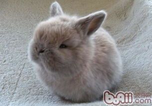 荷兰侏儒兔易患常见病一览