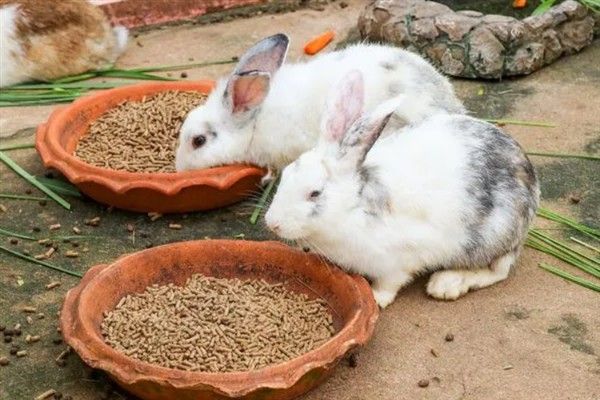 如何防止兔子毛癣病,需要及时做好幼兔的螨虫防范