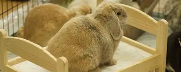 如何防止兔子毛癣病,需要及时做好幼兔的螨虫防范