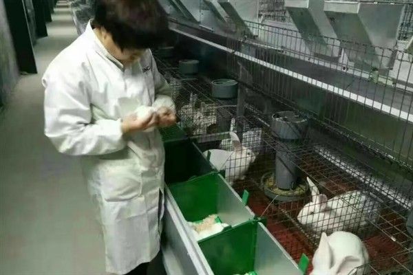 如何防止兔子毛癣病,需要及时做好幼兔的螨虫防范