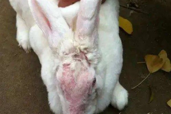 如何防止兔子毛癣病,需要及时做好幼兔的螨虫防范