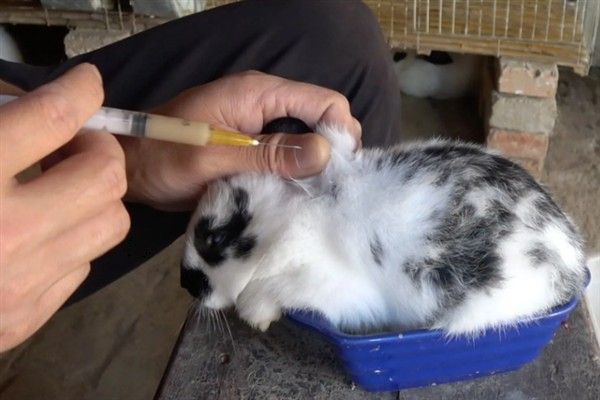 如何防止兔子毛癣病,需要及时做好幼兔的螨虫防范