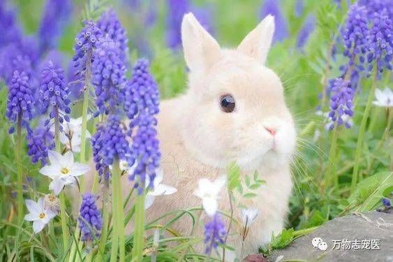 中国白兔常见疾病一览，养宠必知！