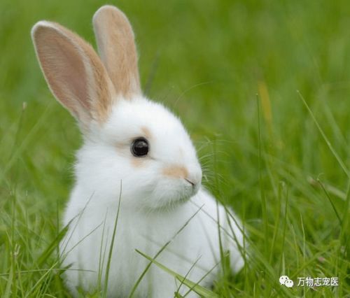 中国白兔常见疾病一览，养宠必知！