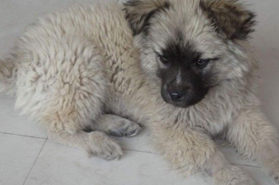 狗狗找不到主人的心理,宠物狗走丢后的3种表现