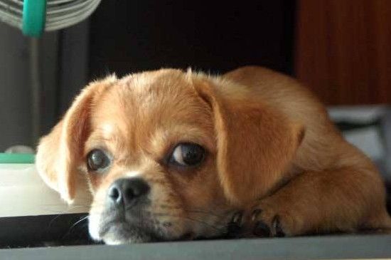 狗狗找不到主人的心理,宠物狗走丢后的3种表现