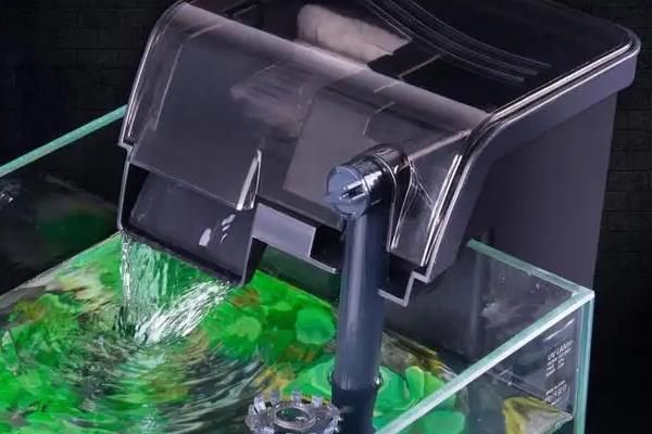 鱼缸金鱼怎么养,需要提供一个充足空间