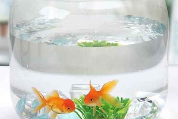鱼缸金鱼怎么养,需要提供一个充足空间