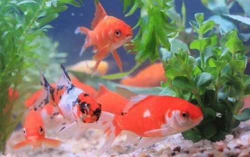 金鱼养护攻略，新手必看！