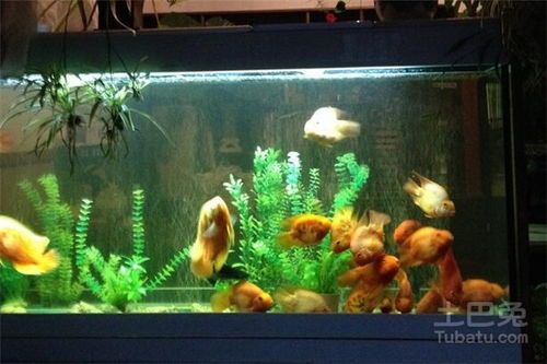 热带鱼养护攻略：mc版热带鱼，轻松养出美丽鱼缸！