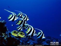 热带鱼养护攻略：mc版热带鱼，轻松养出美丽鱼缸！