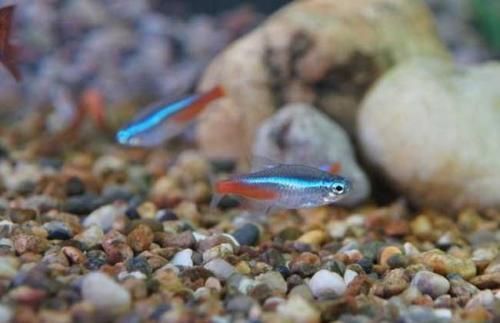 “红绿灯鱼养护攻略：轻松养出长寿美鱼”