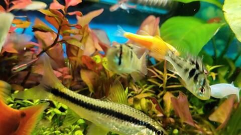 “红绿灯鱼养护攻略：轻松养出长寿美鱼”