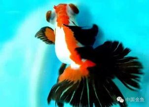 金鱼养护攻略，鉴分享！