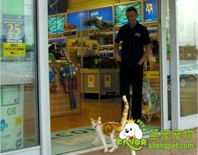 从宠物店到家的英丽鱼养护攻略