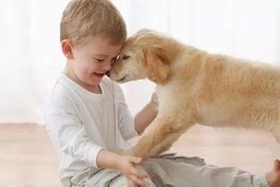 月光寿宠物养护攻略,轻松养出健康美宠