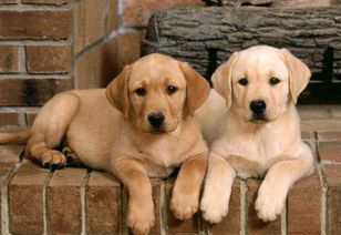 月光寿宠物养护攻略,轻松养出健康美宠