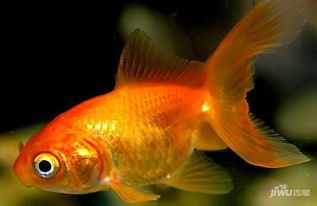 小金鱼养护攻略，新手必看！