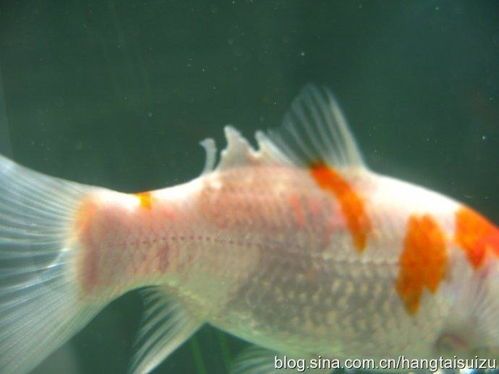 招财鱼常见病解，养鱼玻璃缸必备攻略！