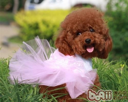 如何为泰迪犬挑选泰迪狗粮