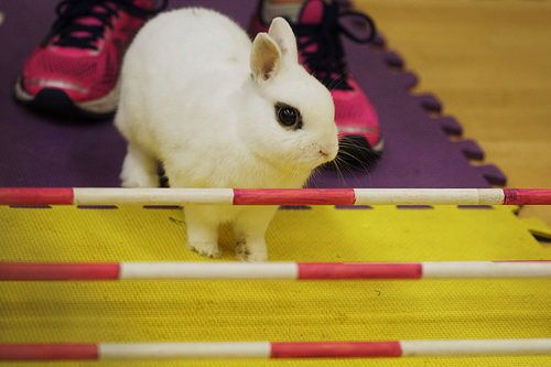 宠物兔缺乏维生素A会有哪些症状？如何防治？