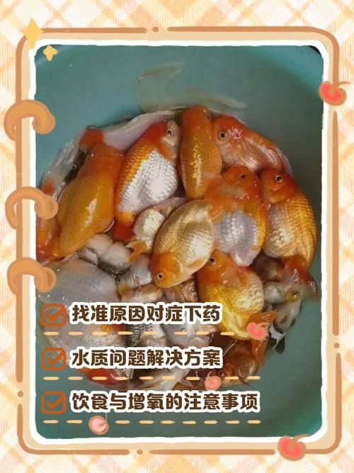 养金鱼为什么老是死掉_金鱼死亡多因水质差,养鱼需注意通风喂食清洁