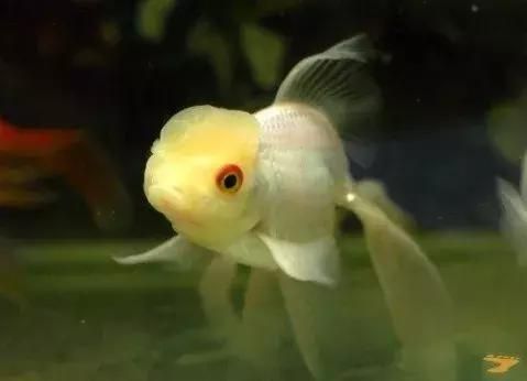 宠物鱼怀孕,如何科学养护?