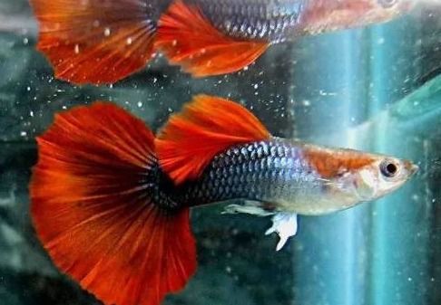 宠物鱼怀孕,如何科学养护?