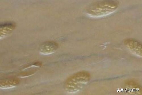 病鱼泡高锰酸钾，时间不宜过长