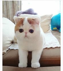 探秘金毛狗狗配种服务费用