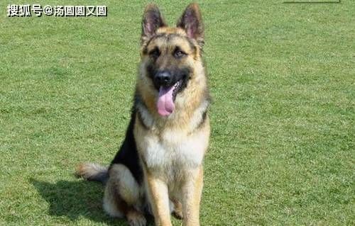 附近有德国牧羊犬配种服务吗？如何联系配种专家？